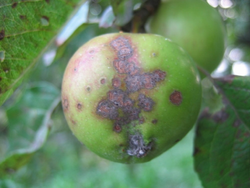 parch jabłoni - objawy choroby